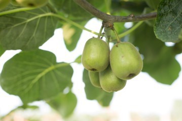 红心猕猴桃 有机种植 红阳奇异果50-70中果30个-中华特产