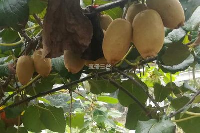 黎曙镇:300多亩猕猴桃获得丰收 - 三台新闻网