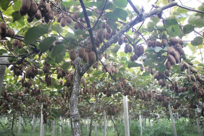 修文猕猴桃产销两旺 5.5万吨鲜果“带电”出山