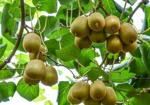 猕猴桃种植需要什么环境 什么时候成熟