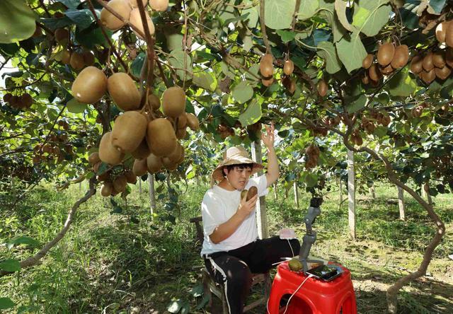 湖南张家界:猕猴桃种植带动山区群众增收