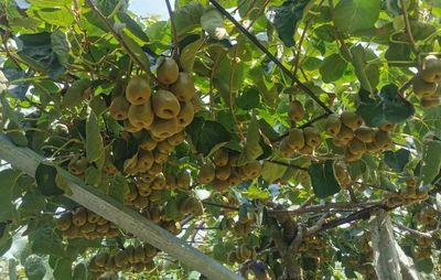 寿宁县组织开展猕猴桃种植技术交流活动