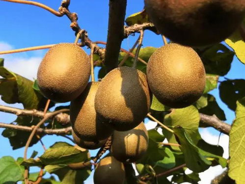 猕猴桃栽培的时间与方法详解