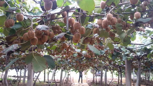 健康农产品陕西行走进齐峰果业 见证真正的猕猴桃味道